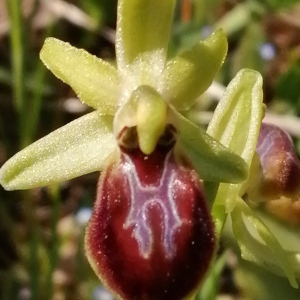 Photographie n°2522717 du taxon Ophrys aranifera Huds.