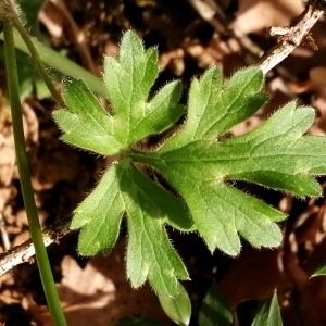 Photographie n°2522731 du taxon Ranunculus bulbosus L.