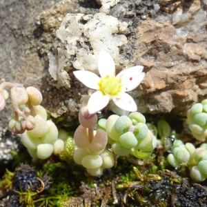 Photographie n°2522764 du taxon Sedum dasyphyllum L. [1753]