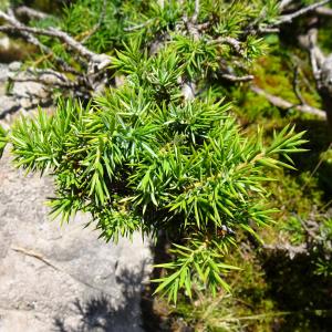 Photographie n°2522773 du taxon Juniperus communis L. [1753]