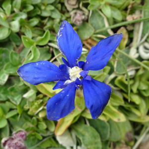 Photographie n°2522776 du taxon Gentiana verna L. [1753]