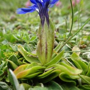 Photographie n°2522778 du taxon Gentiana verna L. [1753]