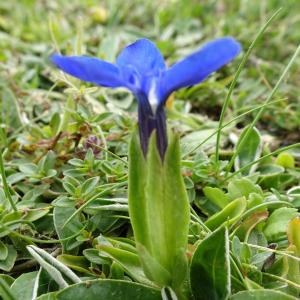 Photographie n°2522781 du taxon Gentiana verna L. [1753]