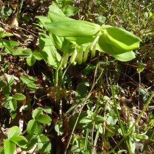 Photographie n°2522830 du taxon Polygonatum multiflorum (L.) All. [1785]