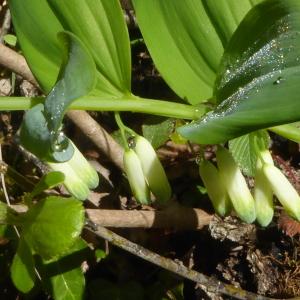 Photographie n°2522833 du taxon Polygonatum multiflorum (L.) All. [1785]