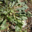 Crepis vesicaria subsp. vesicaria L. [nn137310] par Patrick Leboulenger le 02/04/2022 - Tunis