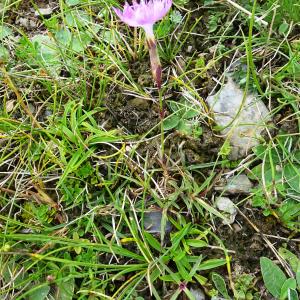 Photographie n°2522881 du taxon Dianthus hyssopifolius L. [1755]