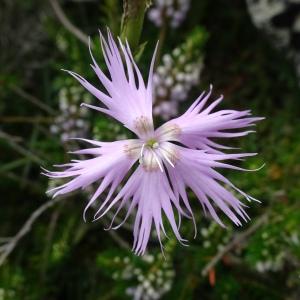 Photographie n°2522887 du taxon Dianthus hyssopifolius L. [1755]