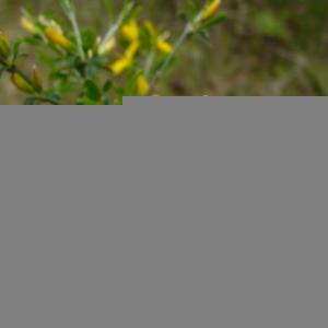 Photographie n°2522921 du taxon Genista pilosa L. [1753]