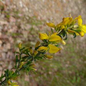 Photographie n°2522923 du taxon Genista pilosa L. [1753]