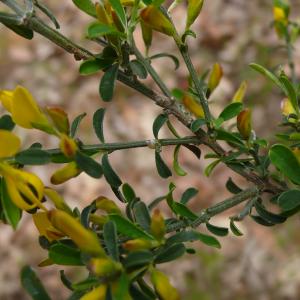 Photographie n°2522924 du taxon Genista pilosa L. [1753]