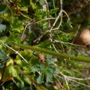 Photographie n°2522942 du taxon Saxifraga granulata L.