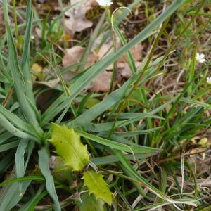 Photographie n°2522947 du taxon Ranunculus gramineus L. [1753]