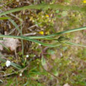 Photographie n°2522948 du taxon Ranunculus gramineus L. [1753]