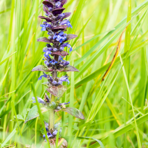 Photographie n°2522975 du taxon Ajuga reptans L. [1753]