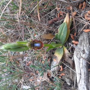 Photographie n°2522995 du taxon Ophrys speculum Link