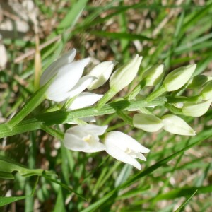 Photographie n°2523030 du taxon Cephalanthera longifolia (L.) Fritsch [1888]