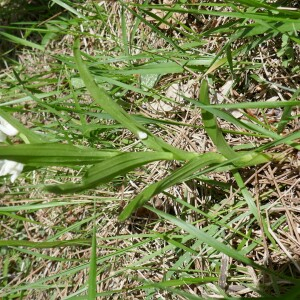 Photographie n°2523031 du taxon Cephalanthera longifolia (L.) Fritsch [1888]