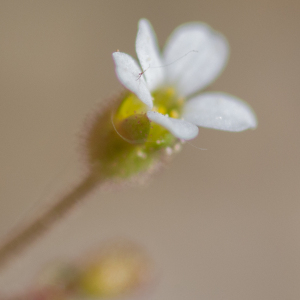 Photographie n°2523043 du taxon Saxifraga tridactylites L. [1753]