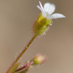 Photographie n°2523044 du taxon Saxifraga tridactylites L. [1753]