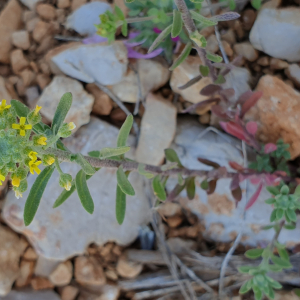 Photographie n°2523062 du taxon Alyssum alyssoides (L.) L. [1759]