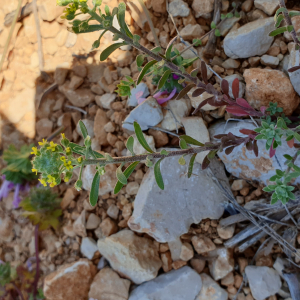 Photographie n°2523064 du taxon Alyssum alyssoides (L.) L. [1759]