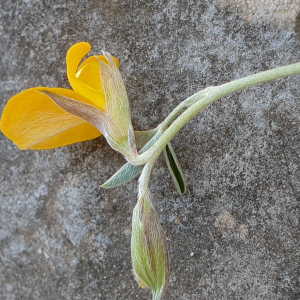 Photographie n°2523067 du taxon Argyrolobium zanonii (Turra) P.W.Ball