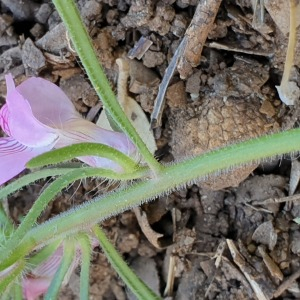 Photographie n°2523069 du taxon Misopates orontium (L.) Raf.