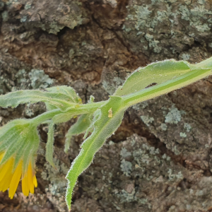 Photographie n°2523076 du taxon Calendula arvensis L. [1763]