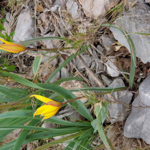 Photographie n°2523087 du taxon Tulipa sylvestris L.