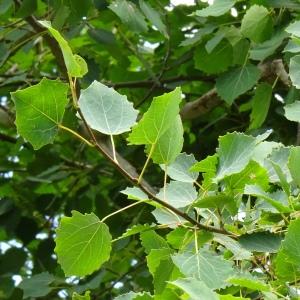 Photographie n°2523112 du taxon Populus tremula L. [1753]