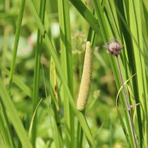 Photographie n°2523119 du taxon Acorus calamus L. [1753]