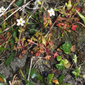 Photographie n°2523164 du taxon Saxifraga tridactylites L. [1753]