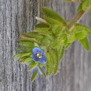 Photographie n°2523188 du taxon Veronica arvensis L. [1753]