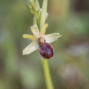 Photographie n°2523195 du taxon Ophrys aranifera Huds. [1778]