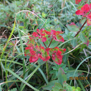 Photographie n°2523211 du taxon Euphorbia flavicoma subsp. verrucosa (Fiori) Pignatti [1973]