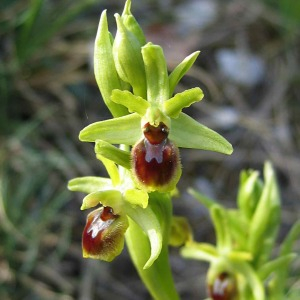 Photographie n°2523214 du taxon Ophrys aranifera subsp. aranifera