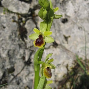 Photographie n°2523215 du taxon Ophrys aranifera subsp. aranifera