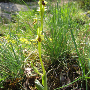 Photographie n°2523216 du taxon Ophrys aranifera subsp. aranifera