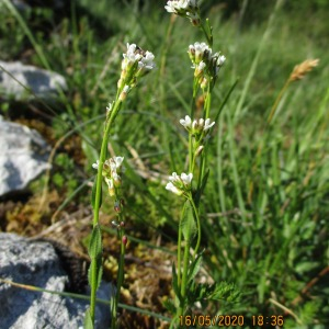 Photographie n°2523219 du taxon Arabis hirsuta (L.) Scop. [1772]