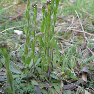 Photographie n°2523220 du taxon Arabis hirsuta (L.) Scop. [1772]