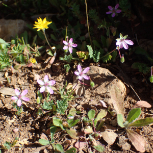 Photographie n°2523231 du taxon Erodium cicutarium (L.) L'Hér.