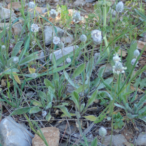 Photographie n°2523253 du taxon Plantago lagopus L.