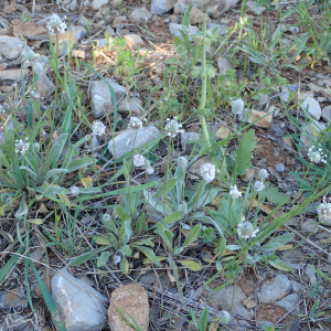 Photographie n°2523254 du taxon Plantago lagopus L.