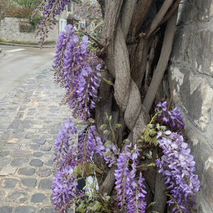 Photographie n°2523273 du taxon Wisteria sinensis (Sims) Sweet [1826]