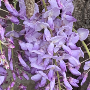 Photographie n°2523274 du taxon Wisteria sinensis (Sims) Sweet [1826]