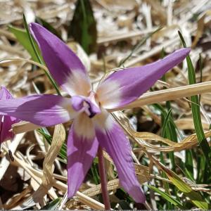 Photographie n°2523275 du taxon Erythronium dens-canis L.