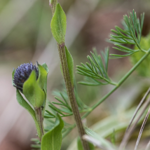 Photographie n°2523295 du taxon Globularia vulgaris L. [1753]