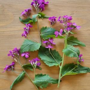 Photographie n°2523299 du taxon Lunaria annua L. [1753]