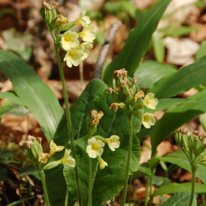 Photographie n°2523301 du taxon Primula elatior (L.) Hill